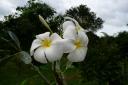 Typische Thaise bloem (wordt veel gebruikt in decoraties)