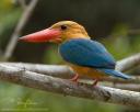 Stork billed kingfisher, een bizarre vogel maar zo ziet hij er echt uit!
